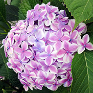 Plant collection