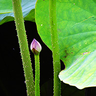 Plant collection