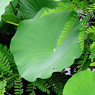 Plant collection