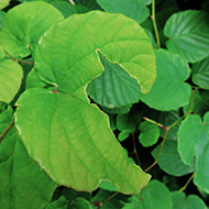 Plant collection