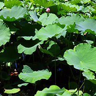 Plant collection
