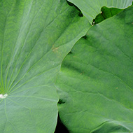 Plant collection