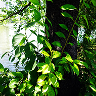 Plant collection