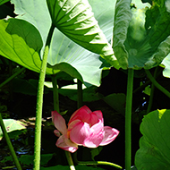 Plant collection