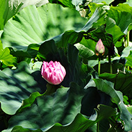 Plant collection