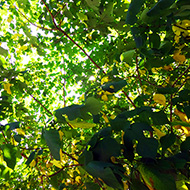 Plant collection