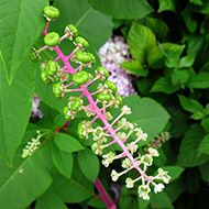 Plant collection