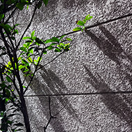 Plant collection
