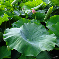 Plant collection