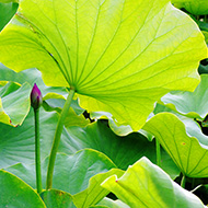 Plant collection