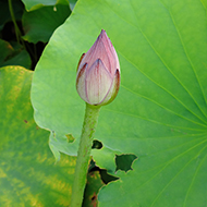 Plant collection