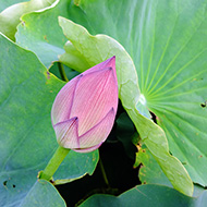 Plant collection