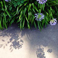 Plant collection