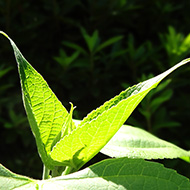 Plant collection