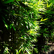 Plant collection