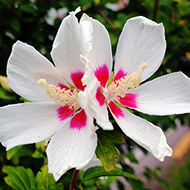 Plant collection