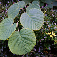 Plant collection