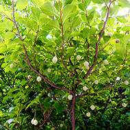 Plant collection