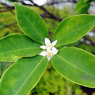 Plant collection