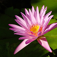 Plant collection