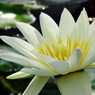 Plant collection