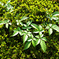 Plant collection