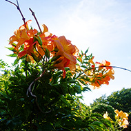 Plant collection