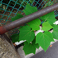 Plant collection