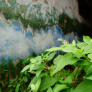 Plant collection