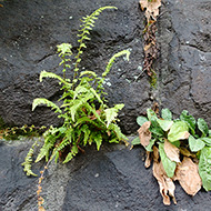 Plant collection