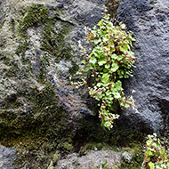 Plant collection