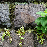 Plant collection