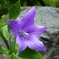 Plant collection