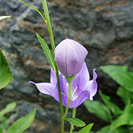 Plant collection