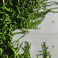 Plant collection