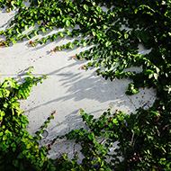 Plant collection