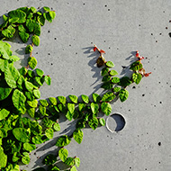 Plant collection