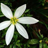 Plant collection