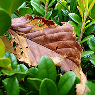 Plant collection