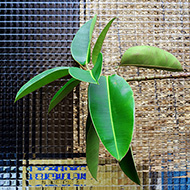 Plant collection