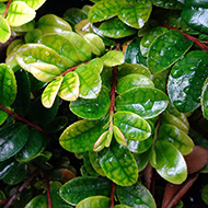 Plant collection