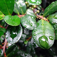 Plant collection