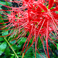 Plant collection
