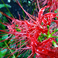 Plant collection