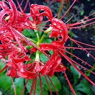 Plant collection