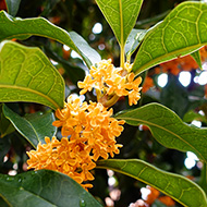 Plant collection