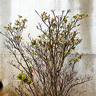 Plant collection