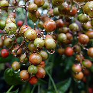 Plant collection
