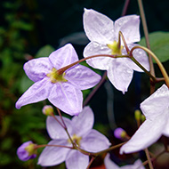 Plant collection