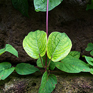 Plant collection